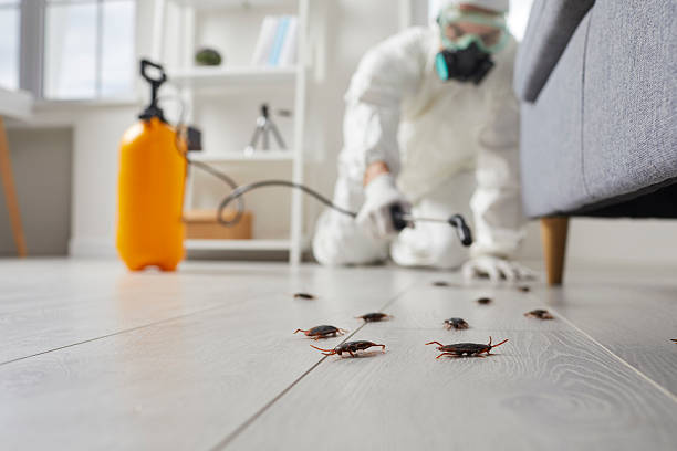 Post-Treatment Bed Bug Interceptor Monitoring in Granby